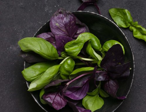 A influência do stress hídrico nos aromas do manjericão