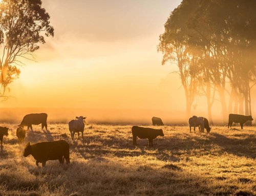 A caminho da neutralidade carbónica da carne vermelha