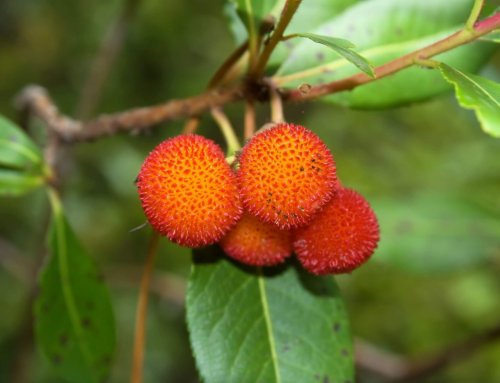 Novos frutos para a Beira Baixa: onde e como